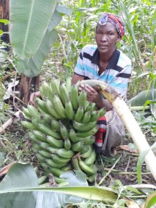 Sinyati, growing green bananas